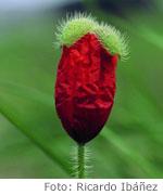 Papaver rhoeas